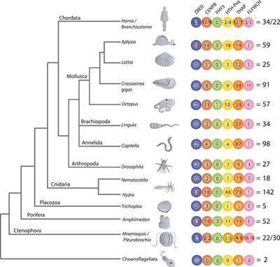 Transposon-derived transcription factors across metazoans